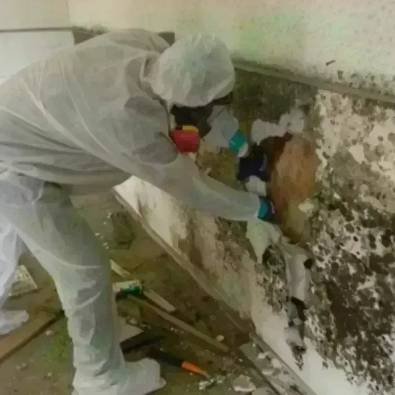 Mold Remediation and Removal in McCrory, AR